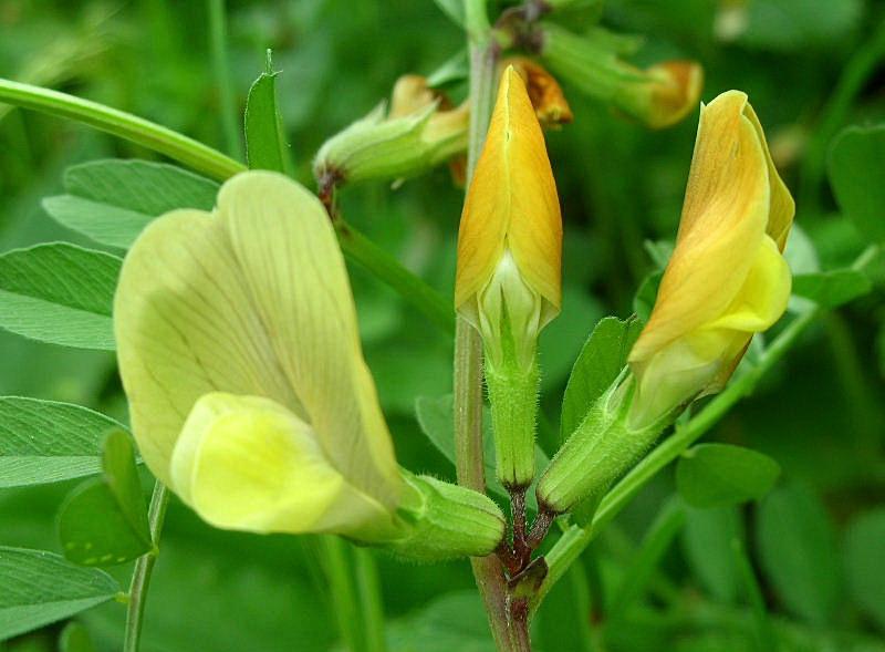 Vicia grandiflora / Veccia farfallona